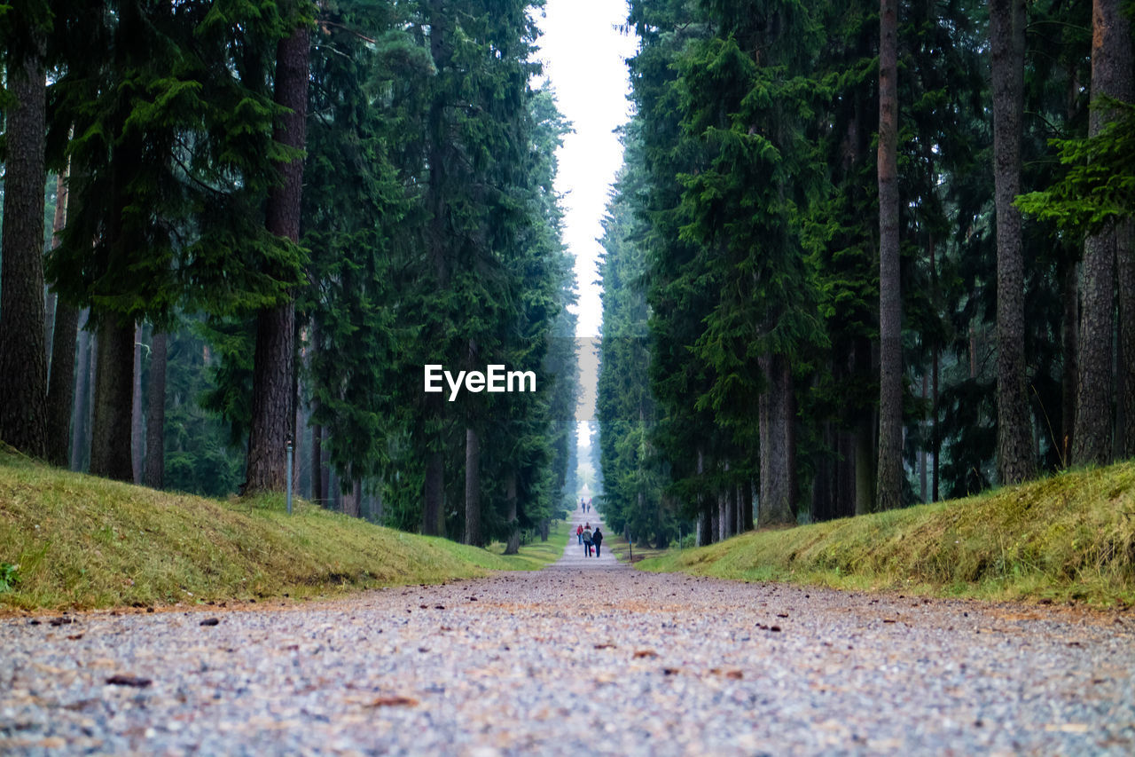 Footpath amidst trees in forest