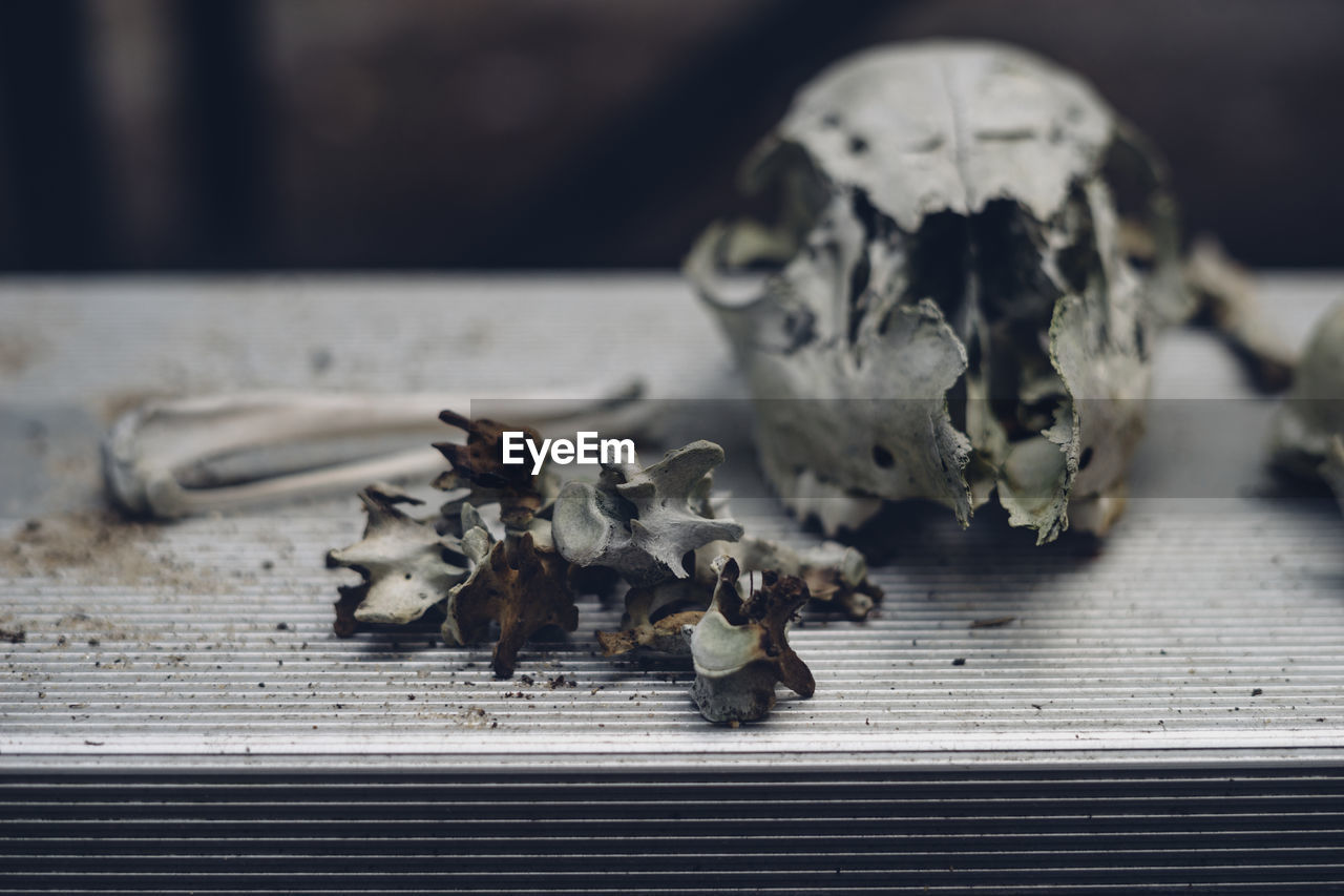 Close-up of animal skull on the table