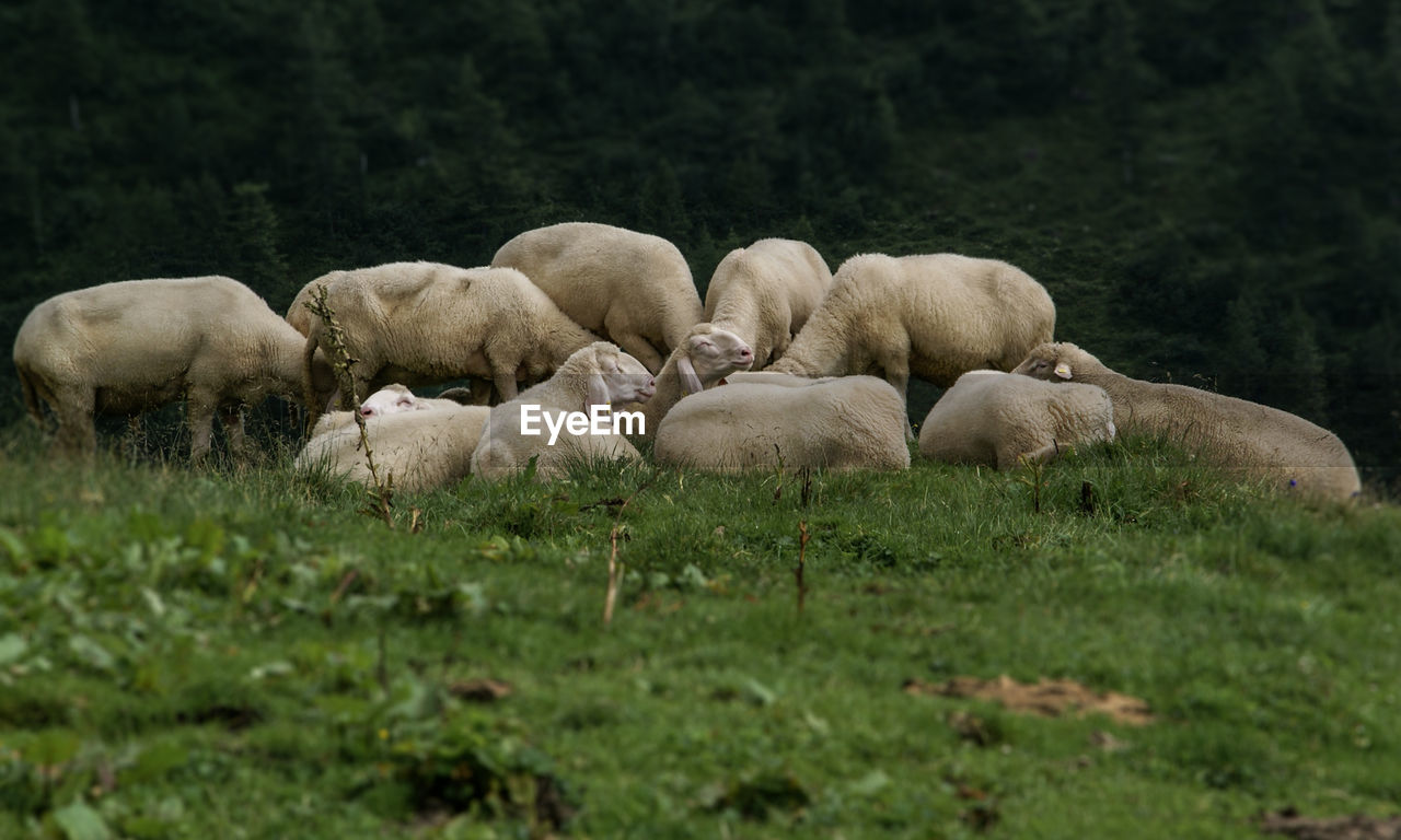 SHEEP GRAZING ON FIELD