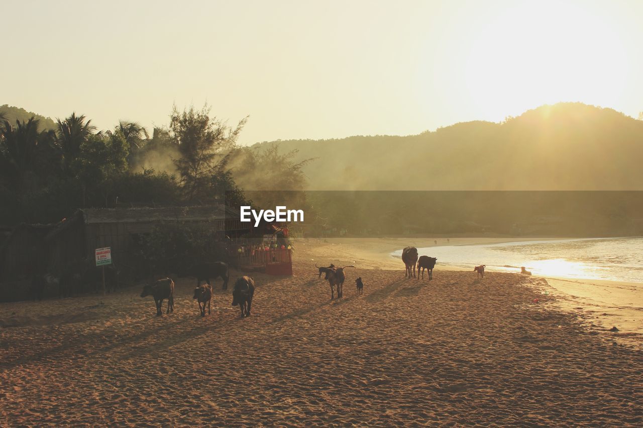 Animals at beach against sky