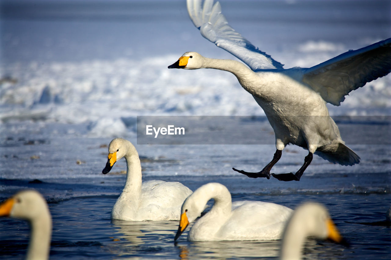 Swans swimming on lake