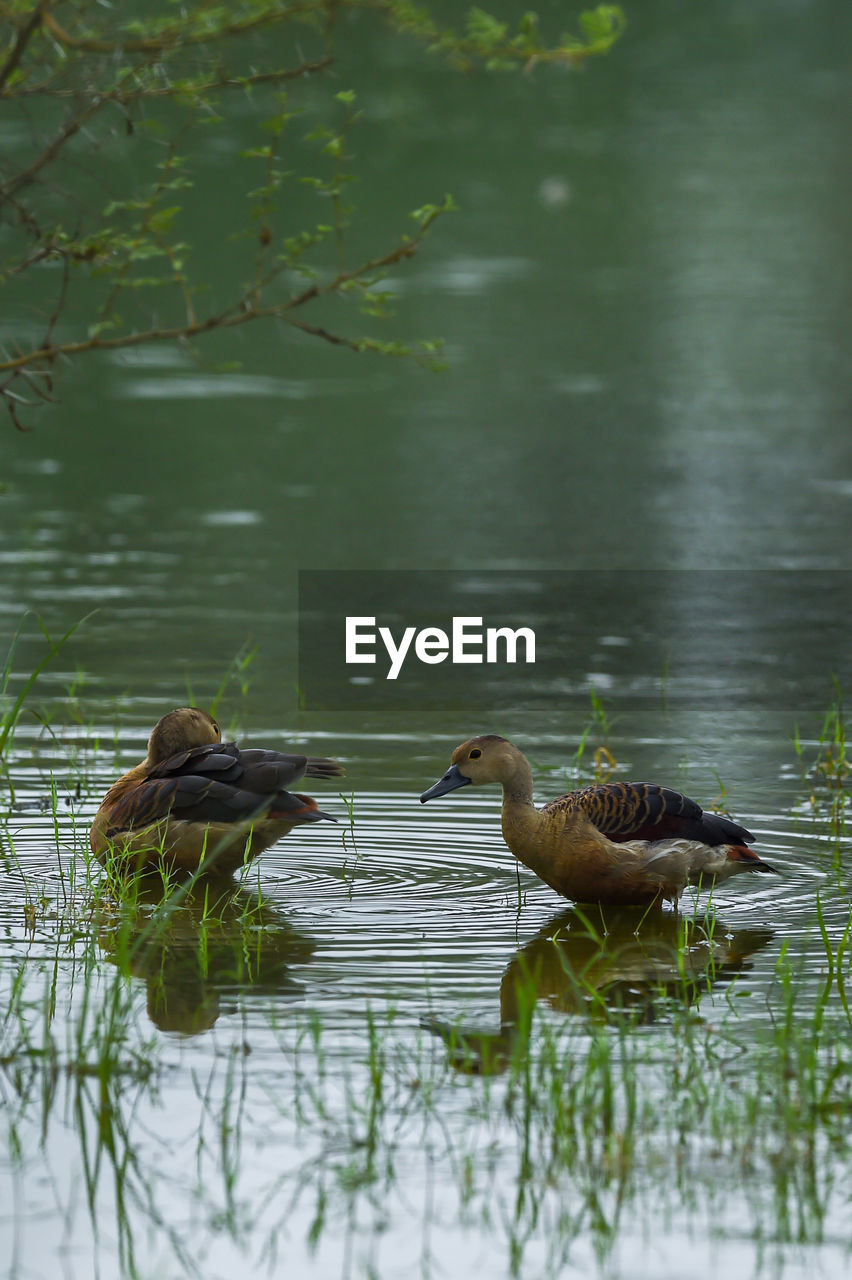 DUCKS SWIMMING ON LAKE