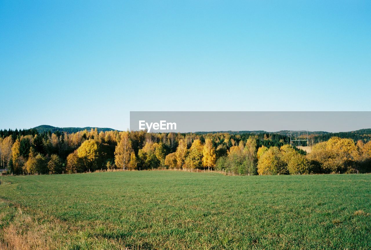 TREES ON FIELD AGAINST CLEAR SKY