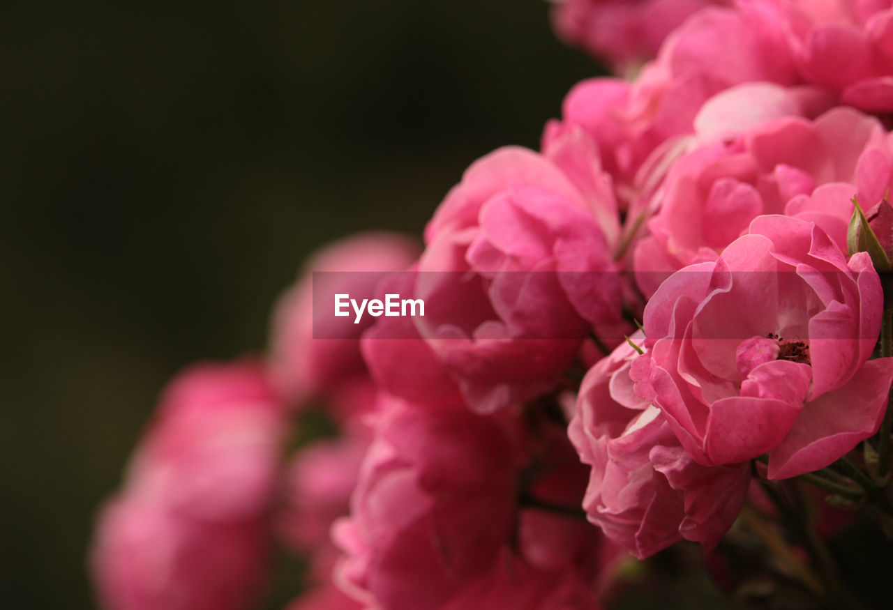 close-up of pink flower