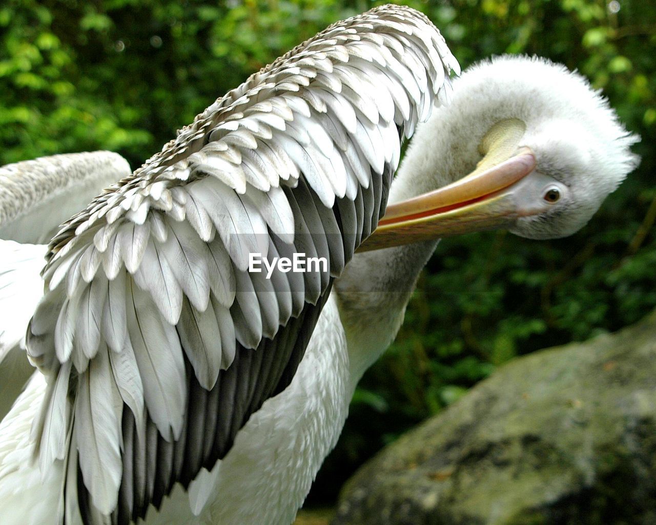 CLOSE-UP OF BIRD PERCHING