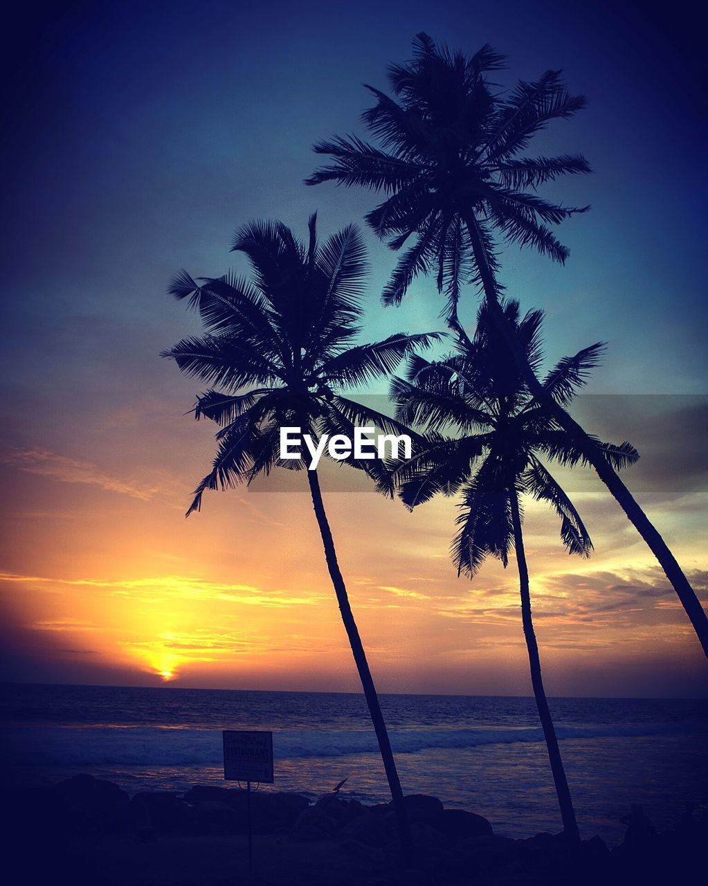 Silhouette palm trees growing on beach against sky during sunset