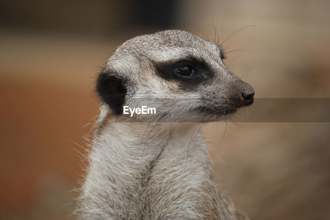 Close-up of meerkat looking away