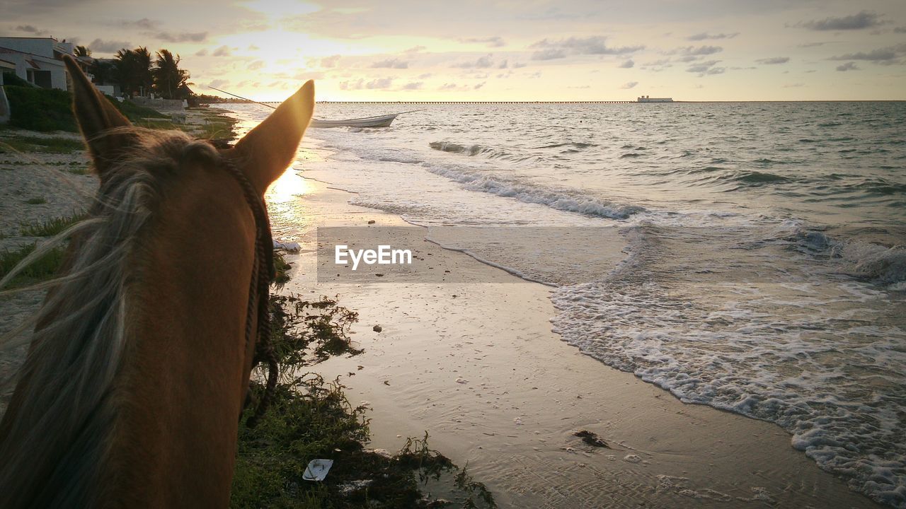 Horse standing at beach against sky during sunset