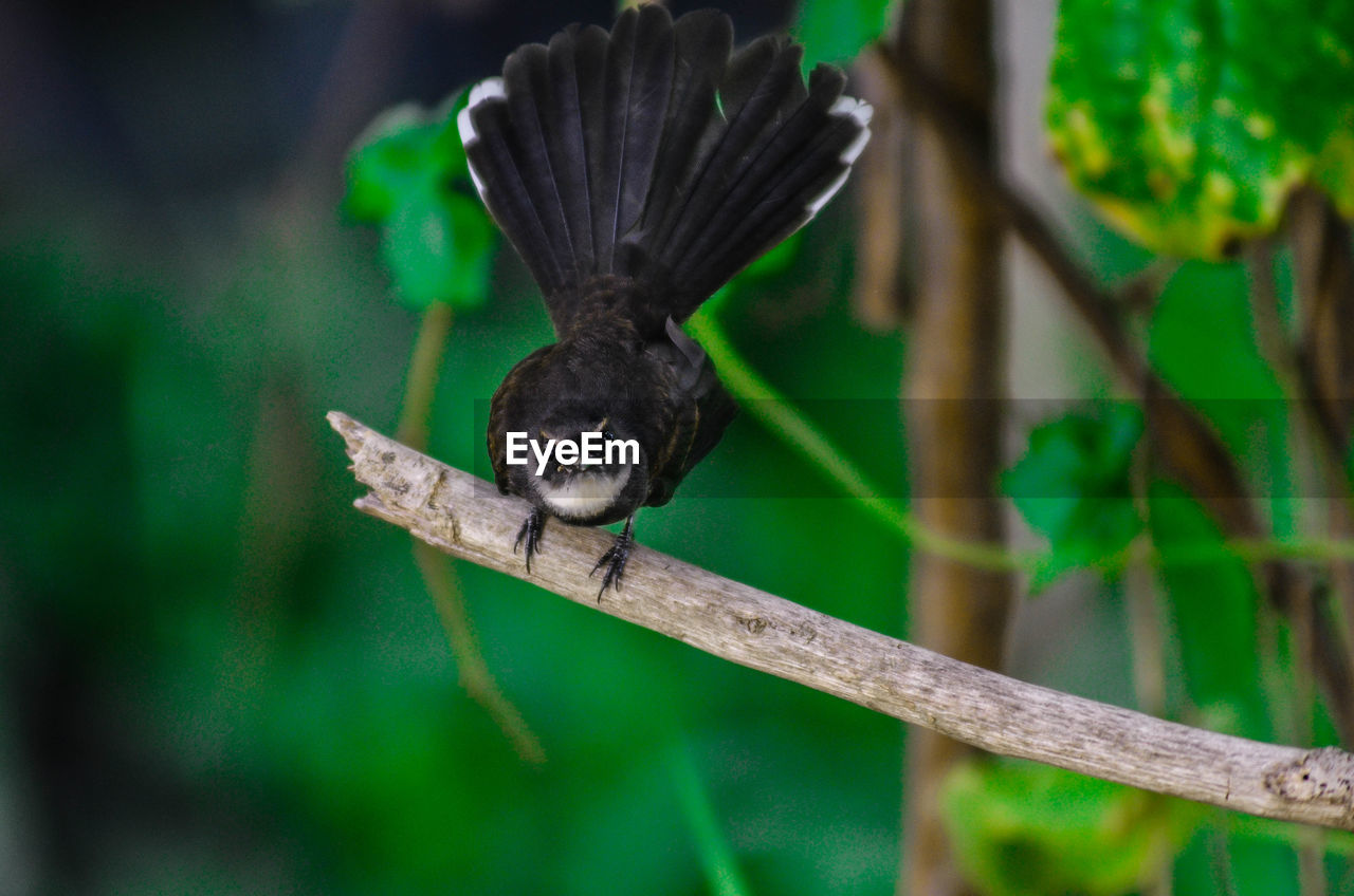 Close-up of bird perching on tree