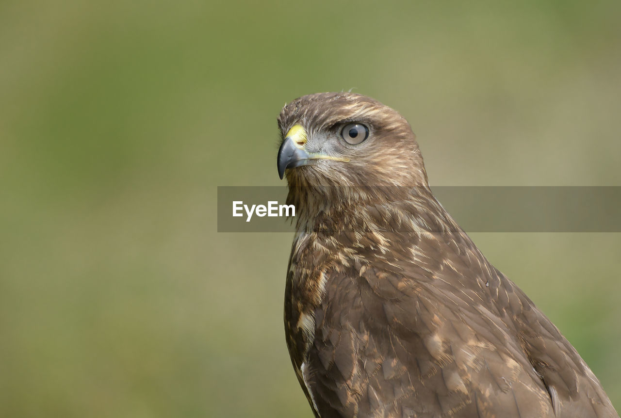 animal themes, bird, animal, animal wildlife, one animal, wildlife, bird of prey, hawk, beak, falcon, buzzard, close-up, animal body part, nature, focus on foreground, no people, wing, portrait, falcon - bird, eagle, outdoors, feather, day