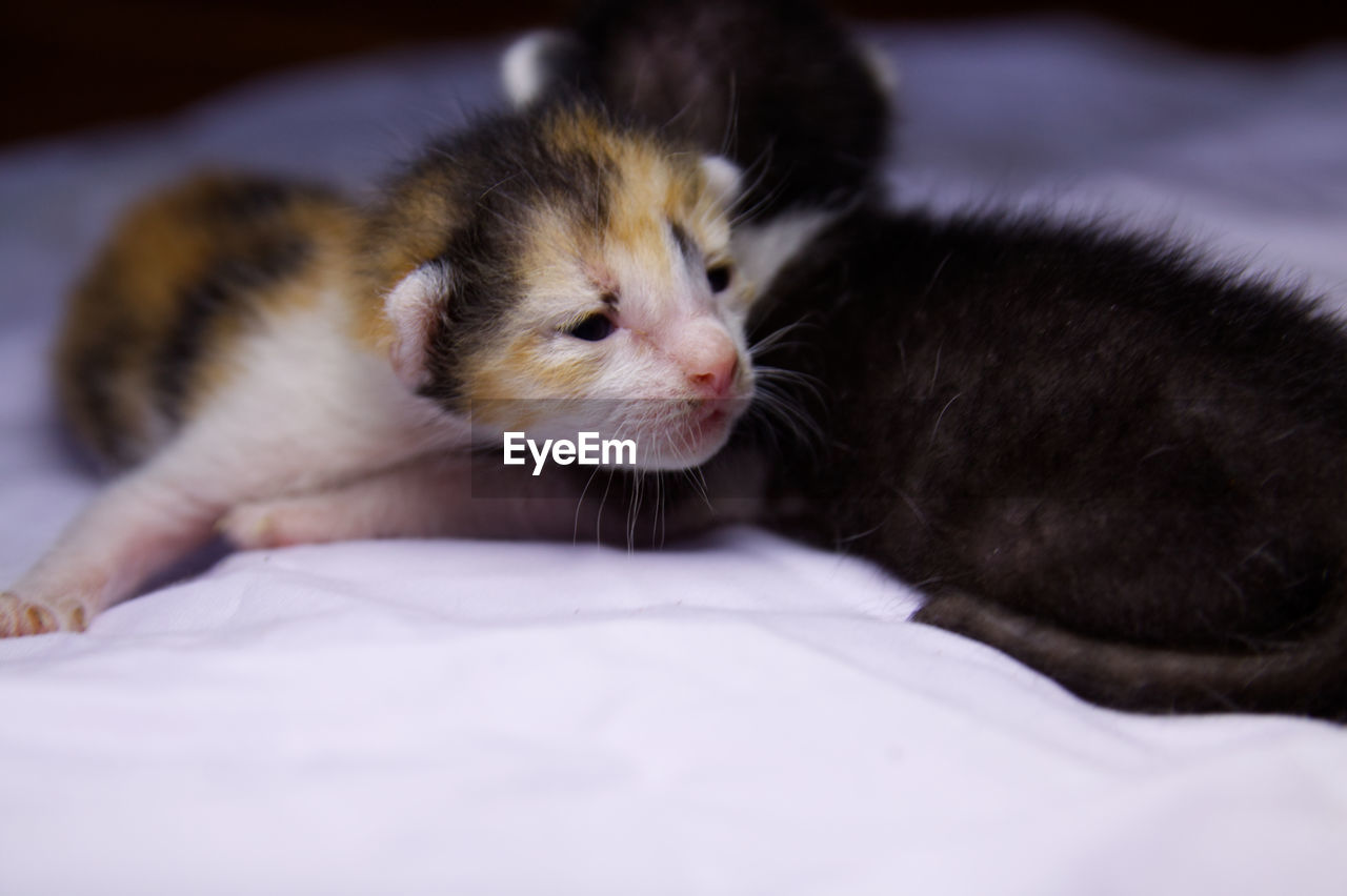 CLOSE-UP OF KITTEN ON BED