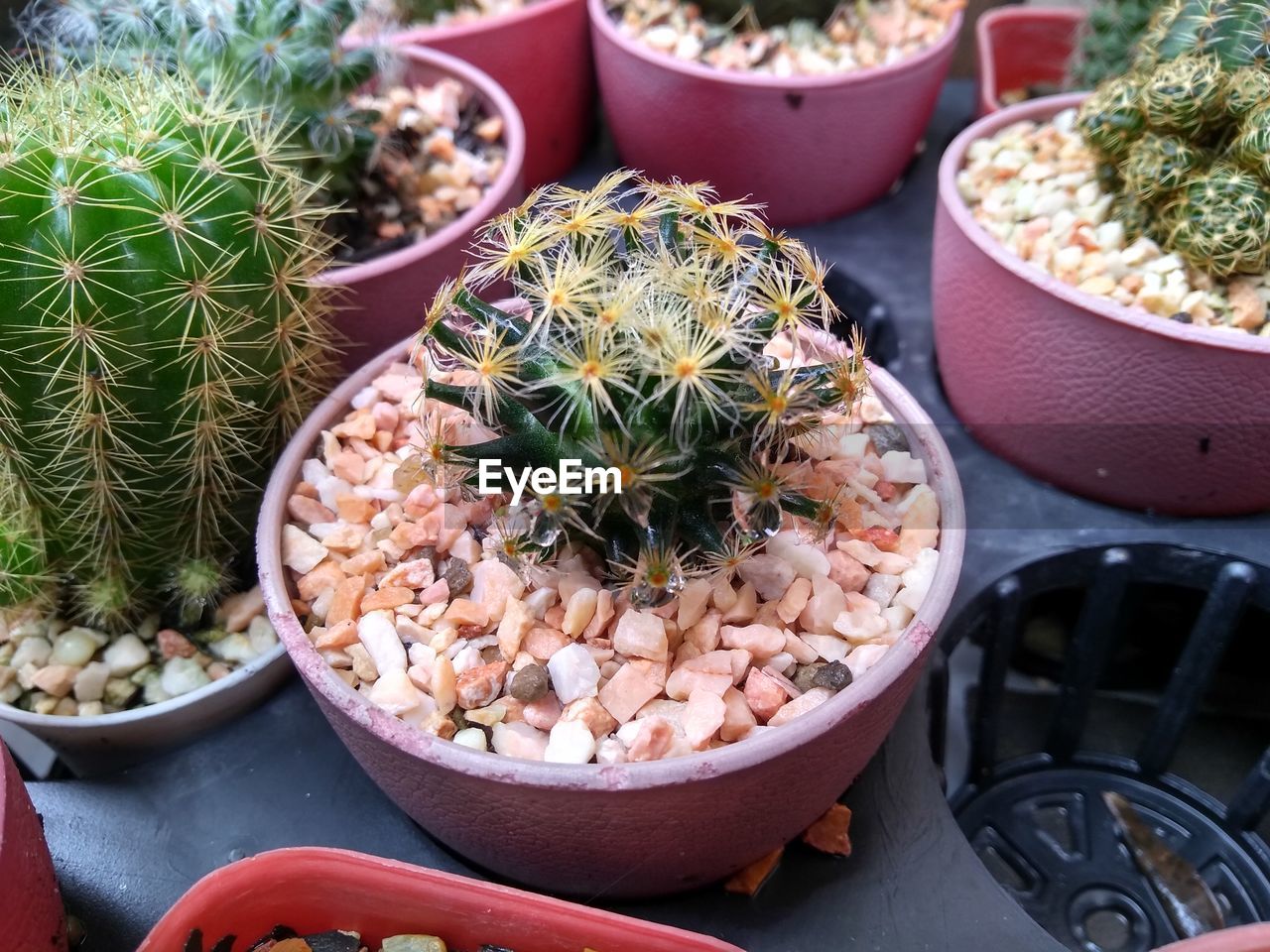 High angle view of potted plants in market