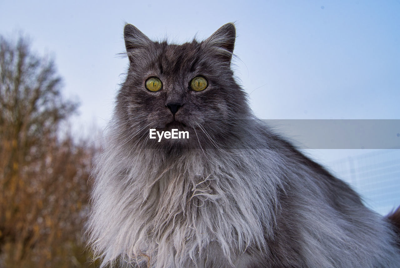 CLOSE-UP PORTRAIT OF A CAT AGAINST THE SKY