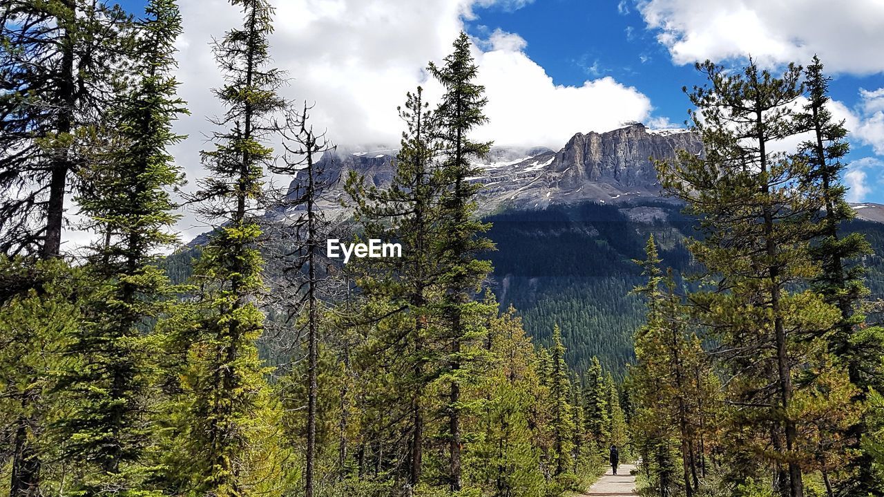 PANORAMIC VIEW OF PINE TREES AND MOUNTAINS AGAINST SKY