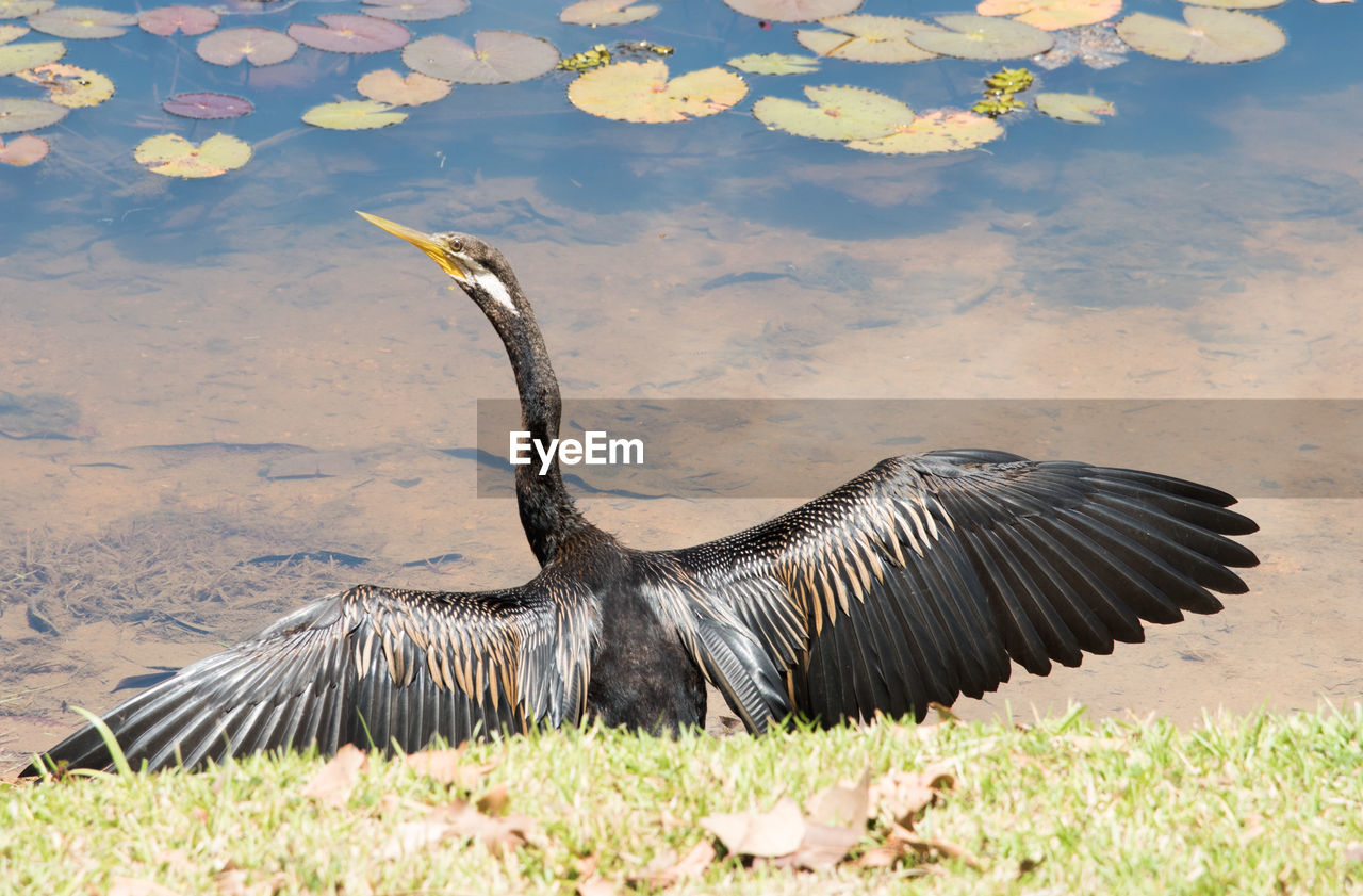 BIRD FLYING IN LAKE