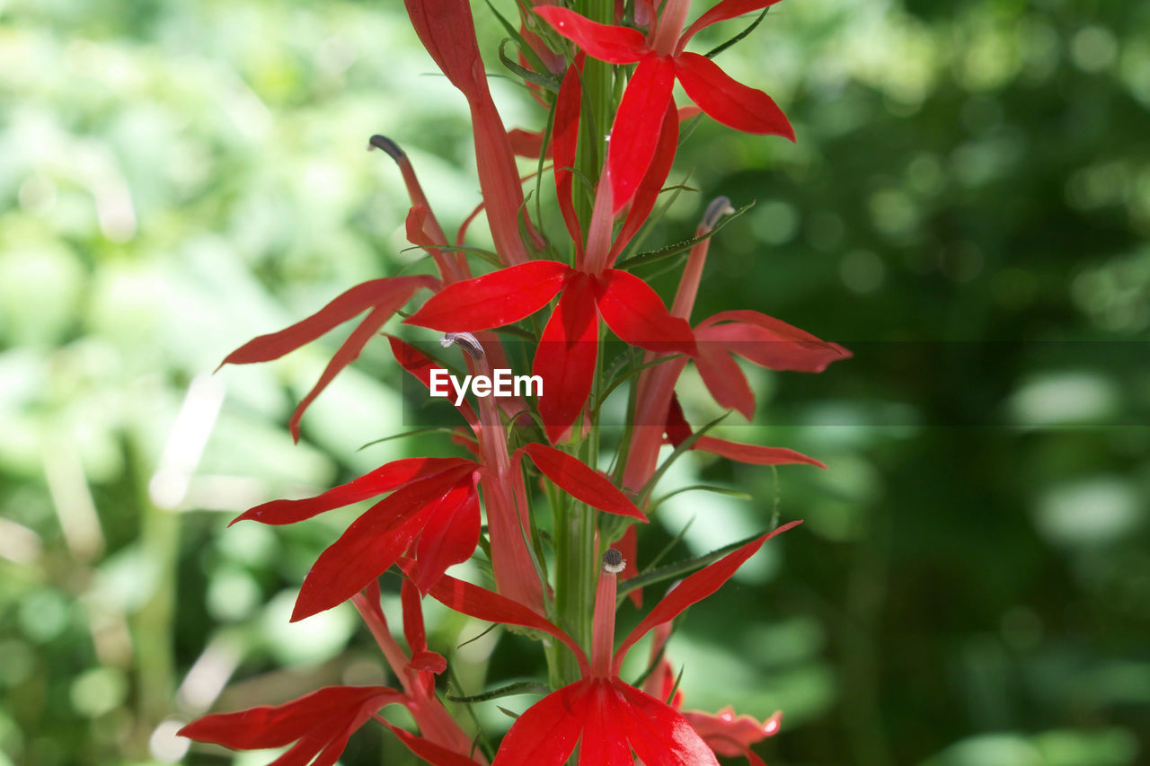 Close-up of red flowers blooming outdoors