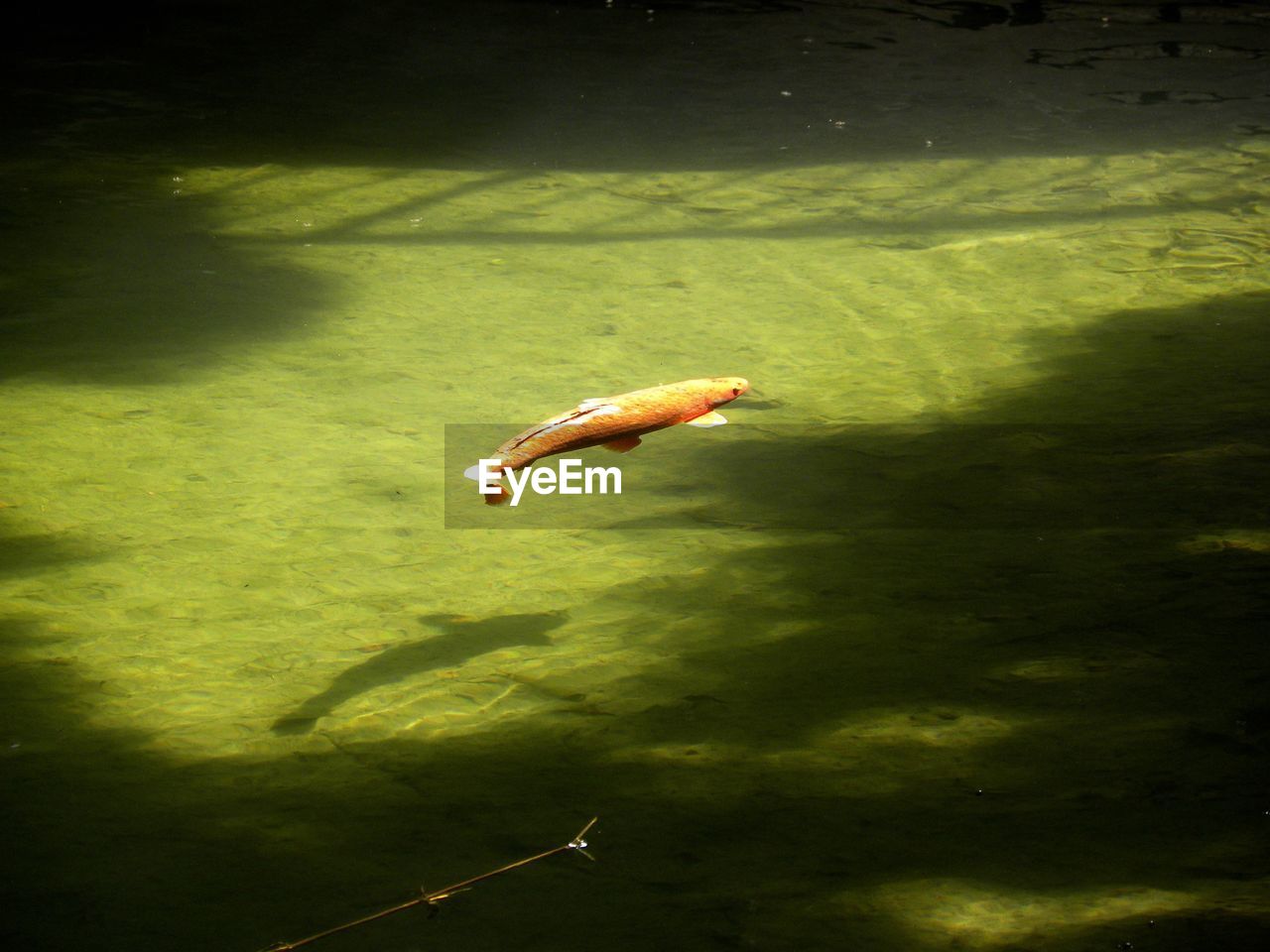 FISHES SWIMMING IN LAKE