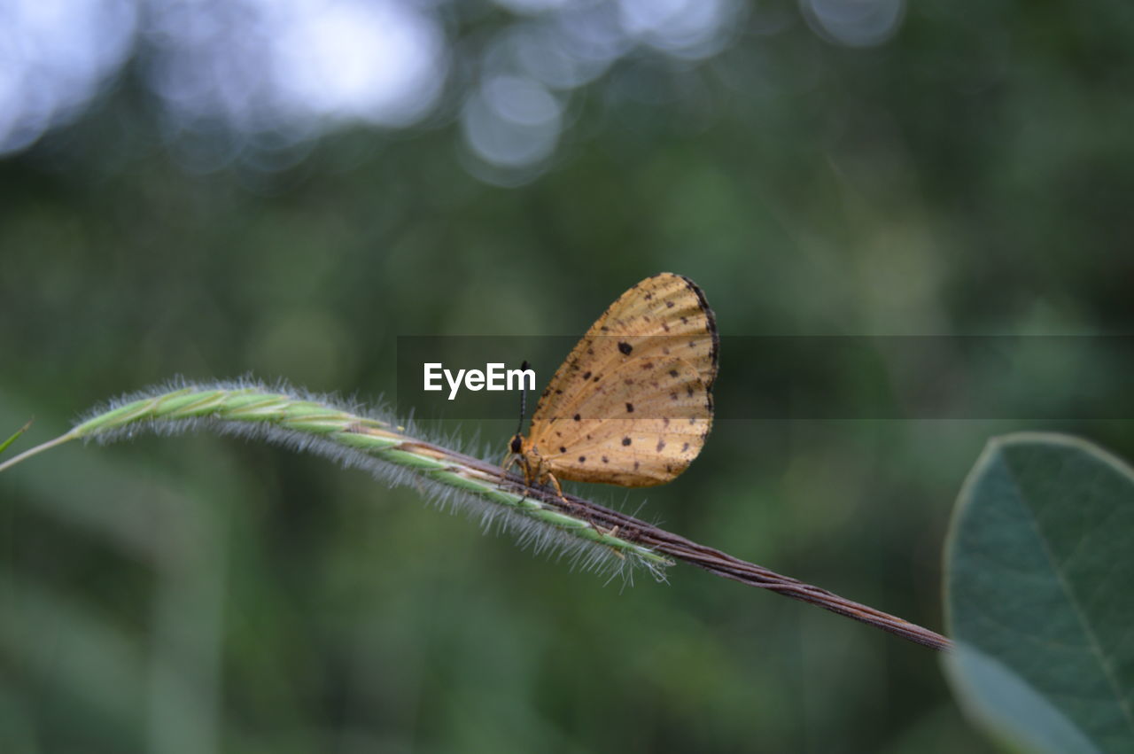 Close-up of butterfly on plant