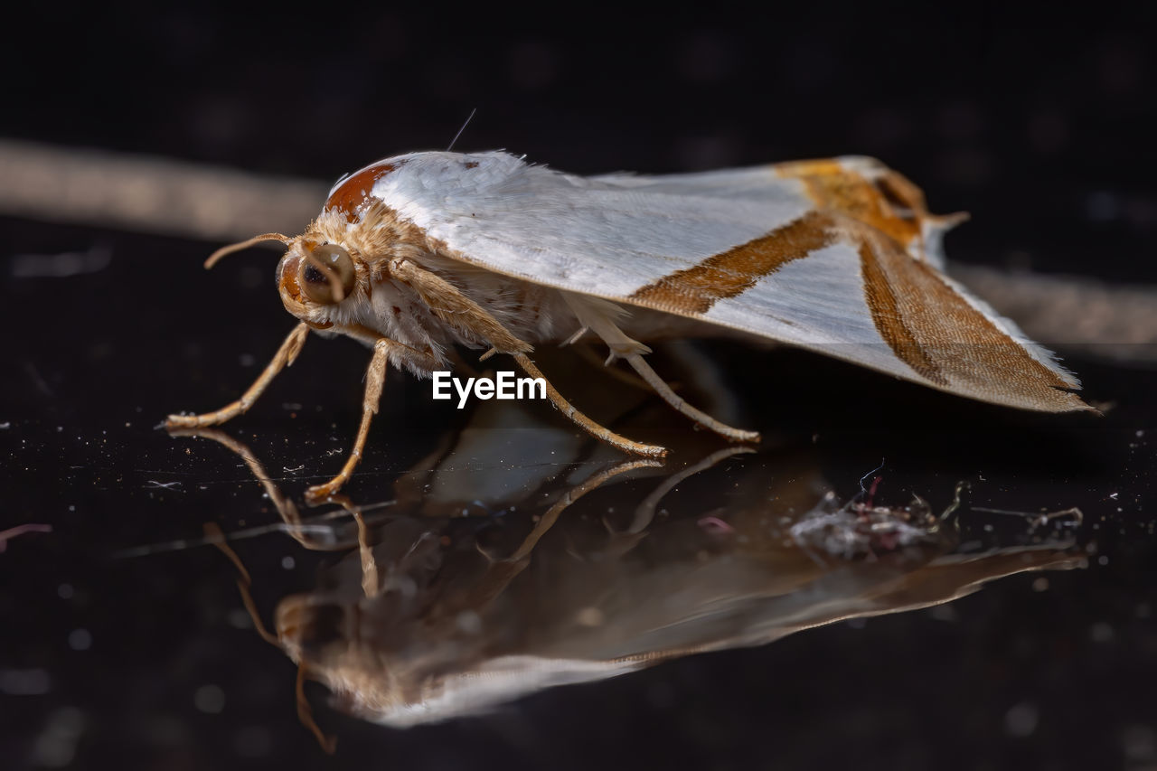 CLOSE-UP OF GRASSHOPPER