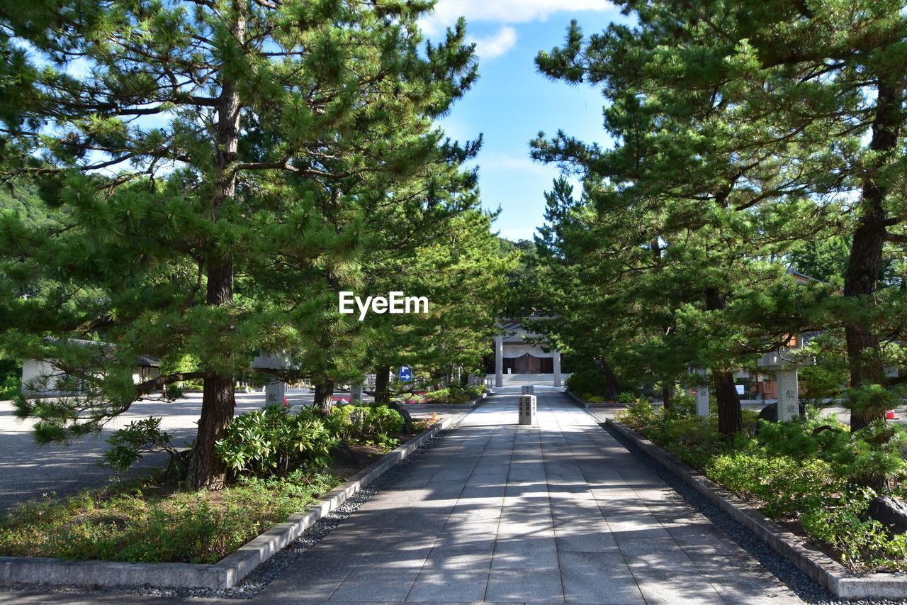 Empty road amidst trees in city