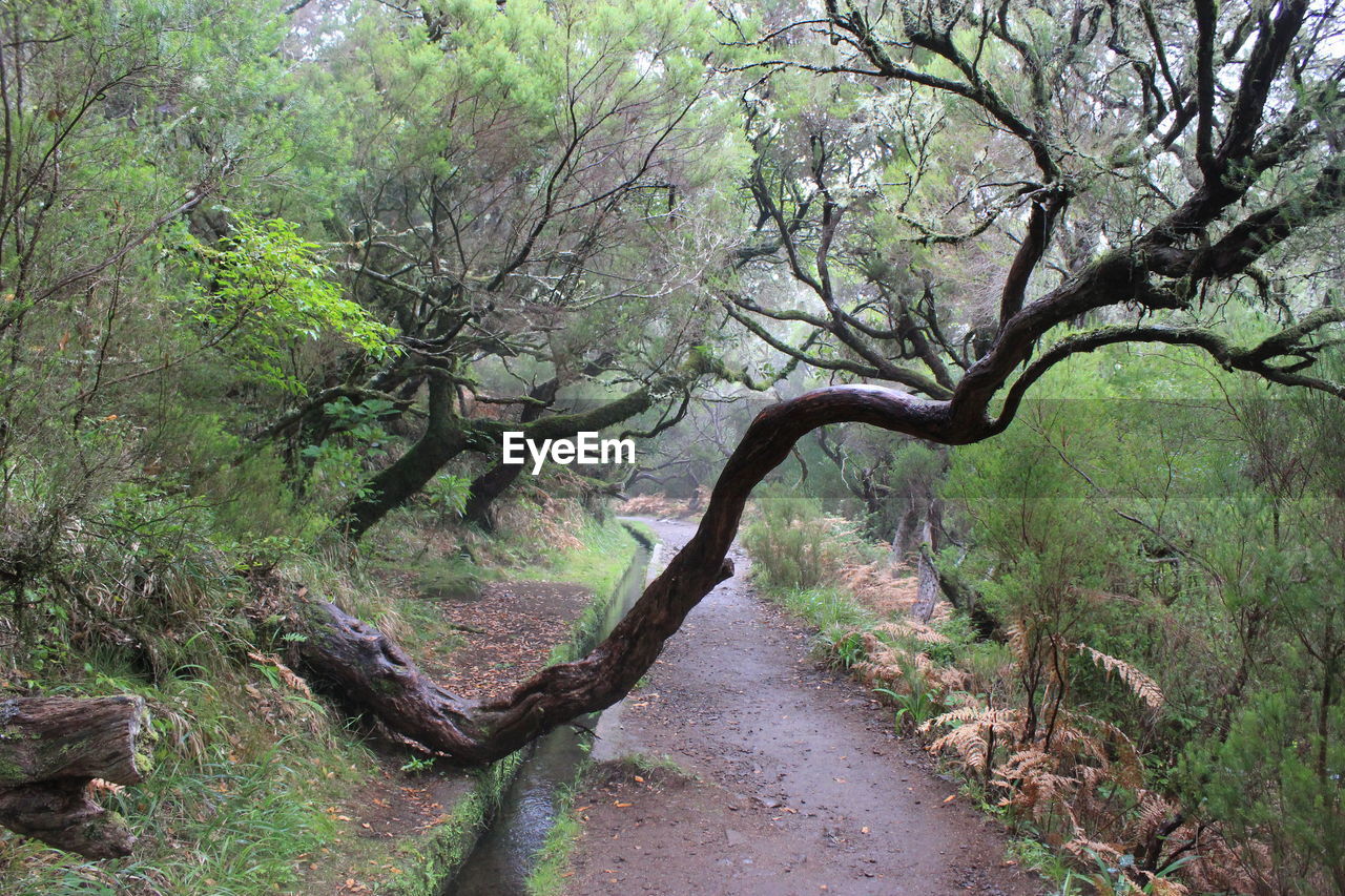 Low angle view of trees in forest