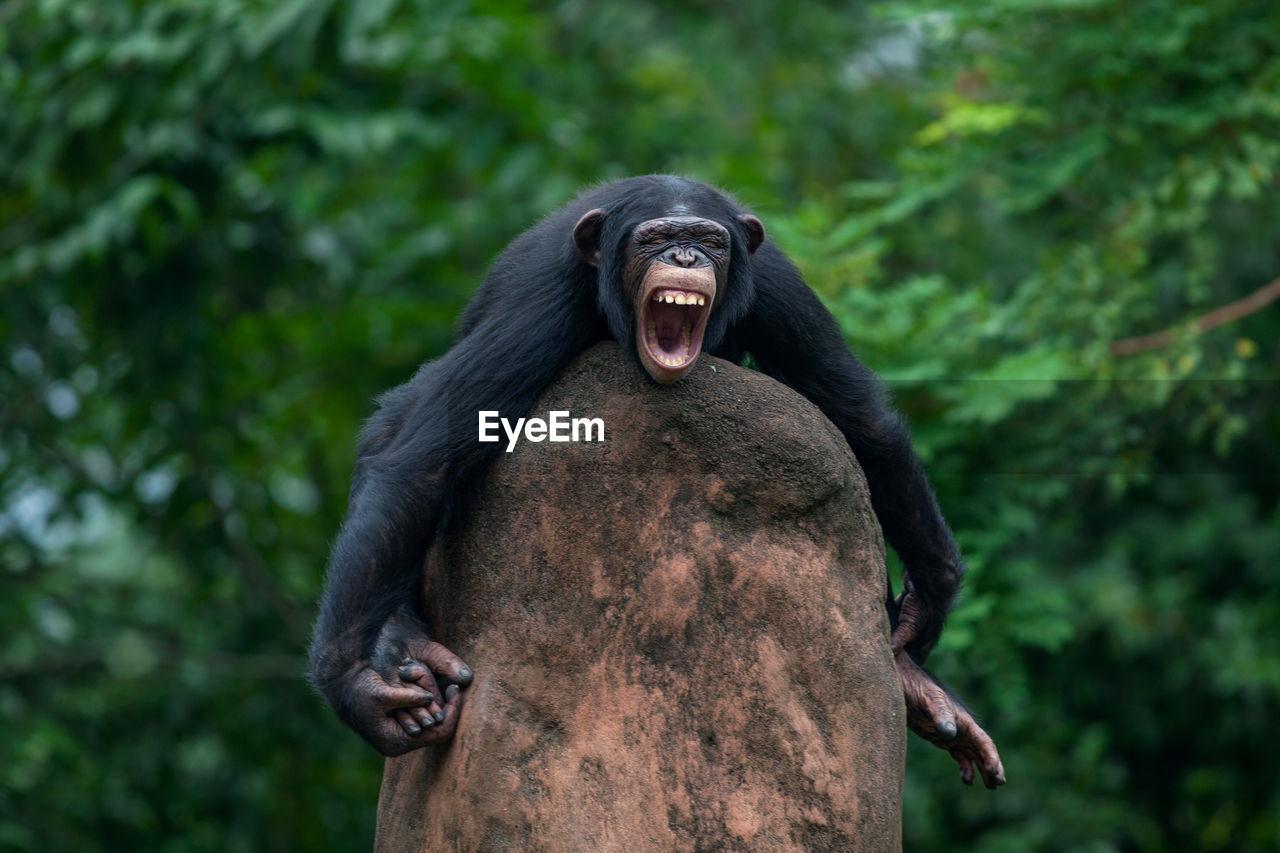 Angry chimpanzee on rock at zoo