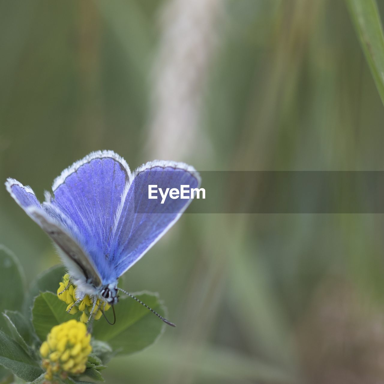 CLOSE-UP OF BUTTERFLY POLLINATING FLOWER