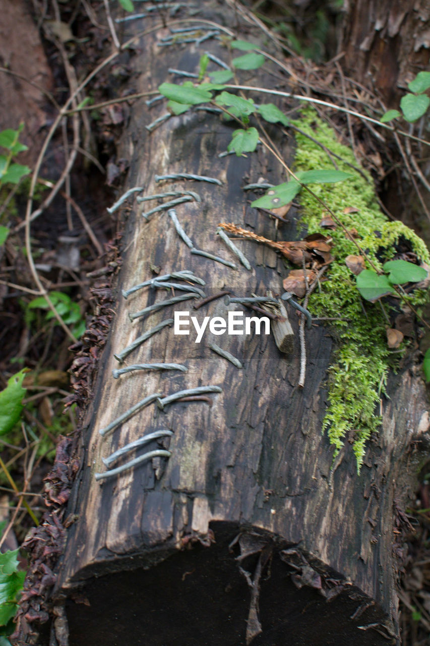 CLOSE-UP OF TREE TRUNK AMIDST PLANTS