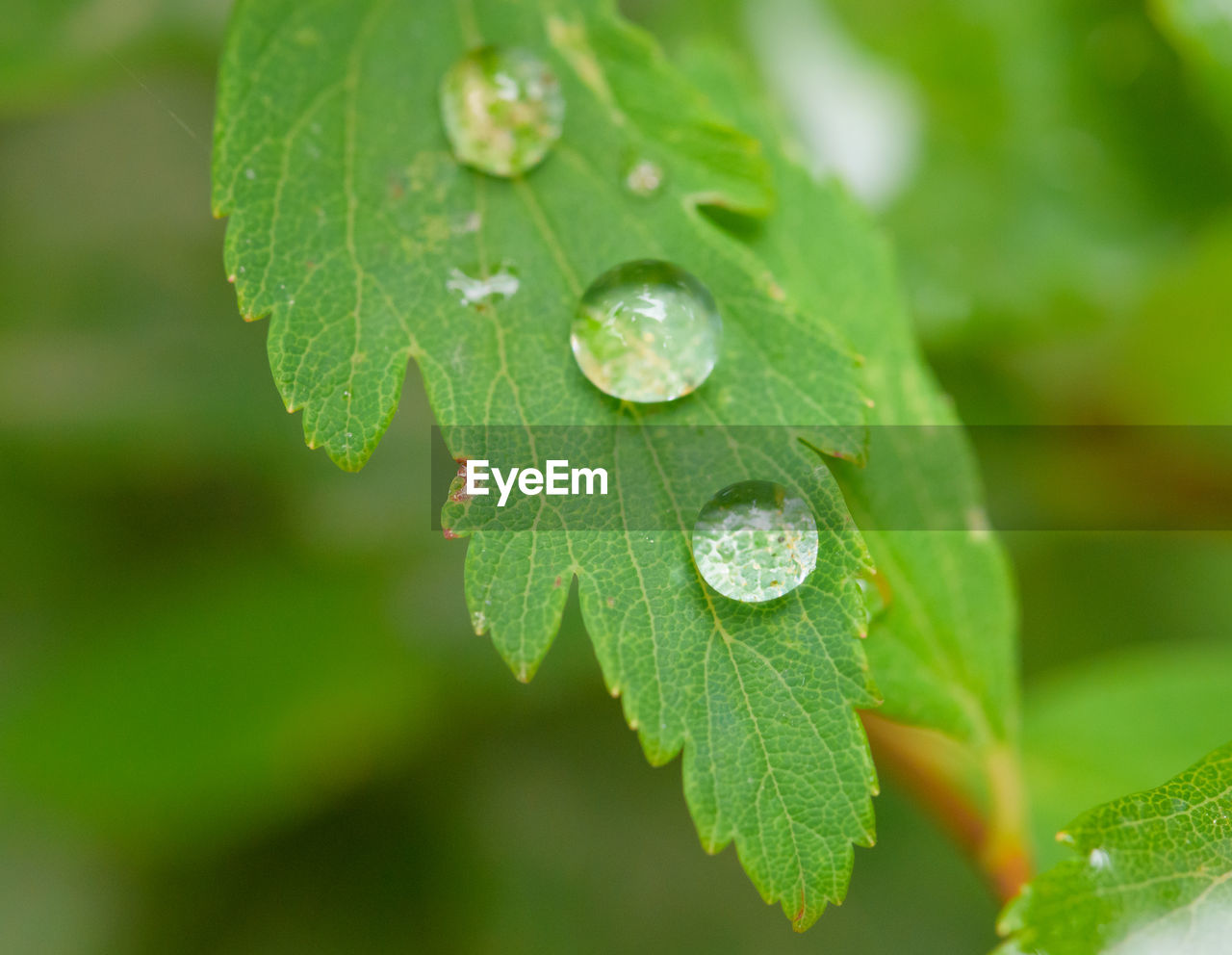 leaf, plant part, plant, green, drop, nature, wet, water, close-up, growth, macro photography, beauty in nature, freshness, no people, flower, rain, dew, outdoors, moisture, environment, selective focus, day, leaf vein, food and drink, macro, tree, plant stem, fragility, focus on foreground, food, summer