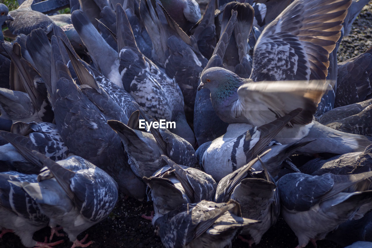 CLOSE-UP OF BIRD PERCHING ON GROUND