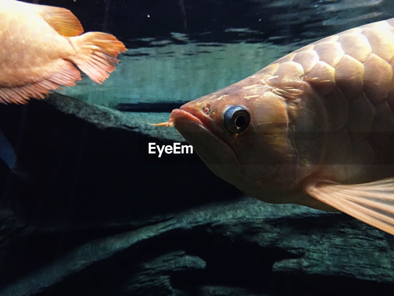 Close-up of fish swimming in water