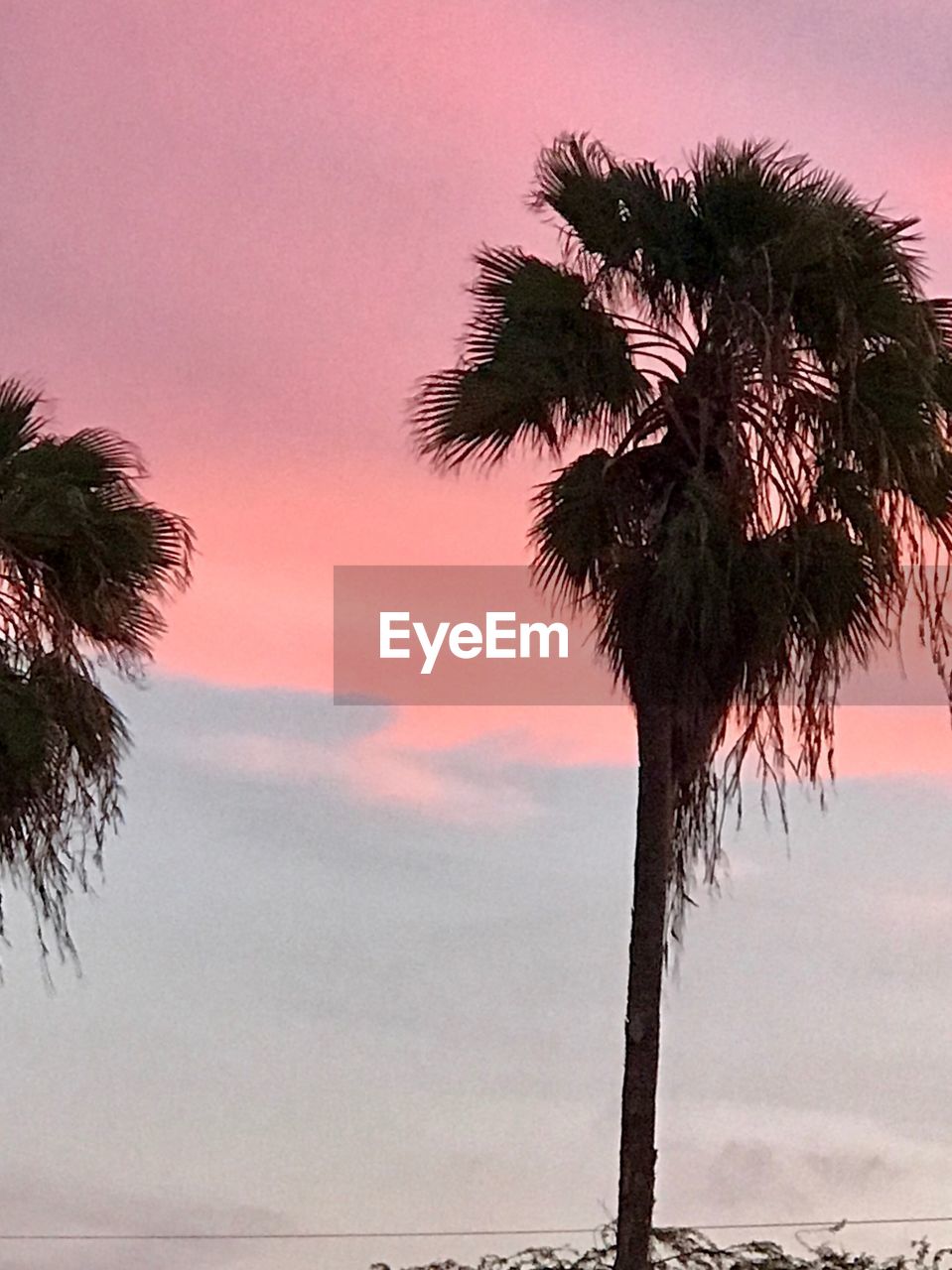 LOW ANGLE VIEW OF PALM TREES AGAINST SKY