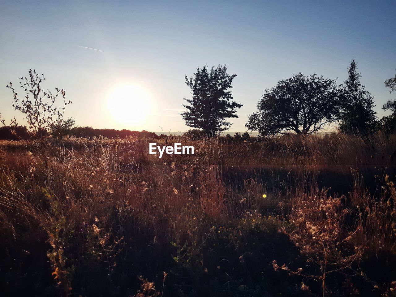 PLANTS GROWING ON FIELD AGAINST BRIGHT SUN