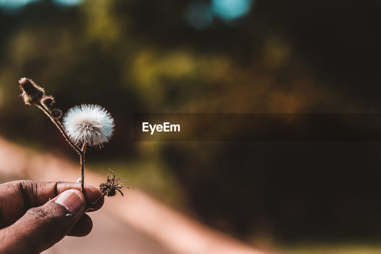Cropped image of hand holding dandelion against plants