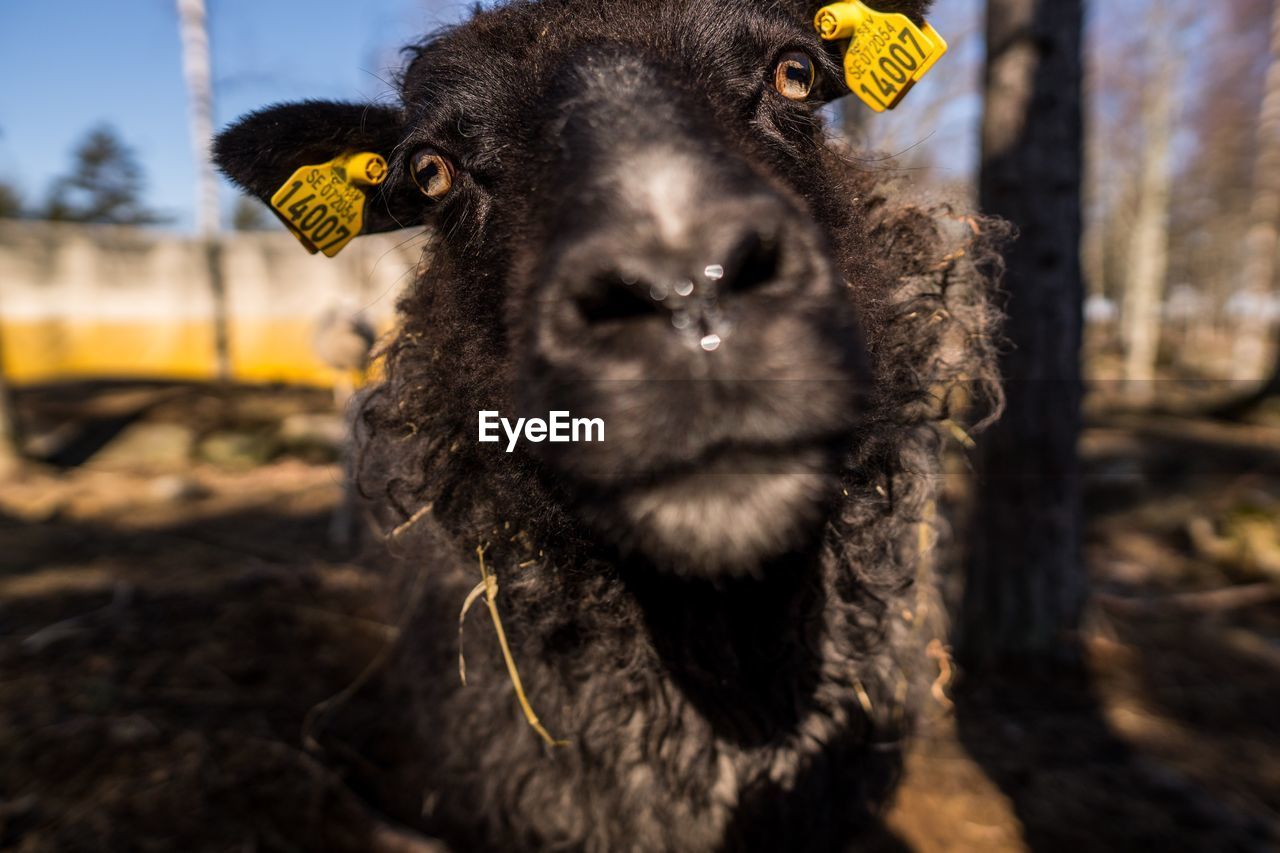 Close-up portrait of sheep on field