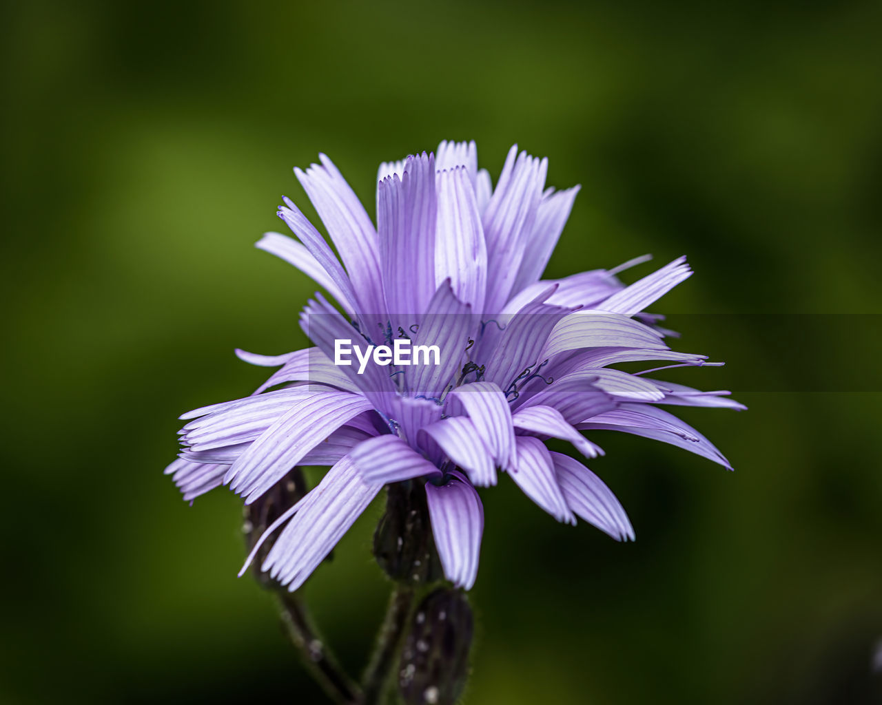 CLOSE-UP OF PURPLE FLOWER PLANT