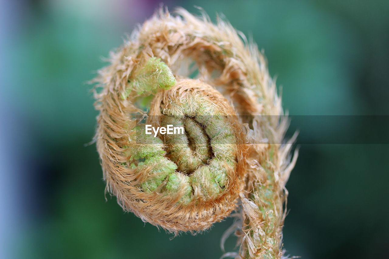 Close-up of dry plant outdoors