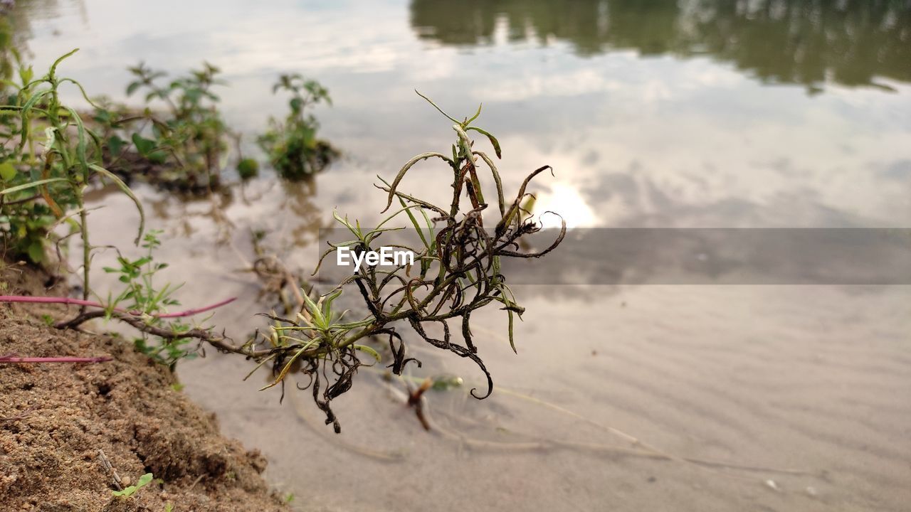 CLOSE-UP OF PLANT ON SHORE