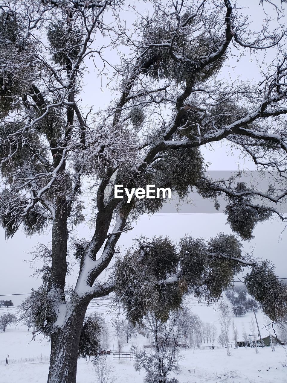 LOW ANGLE VIEW OF TREES DURING WINTER AGAINST SKY