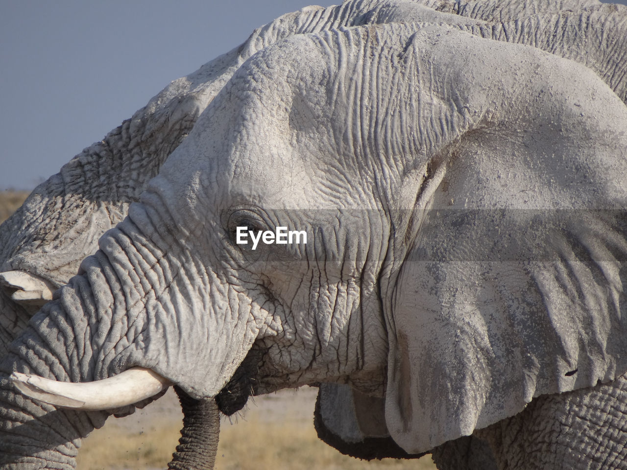 Close-up of elephant in namibia 