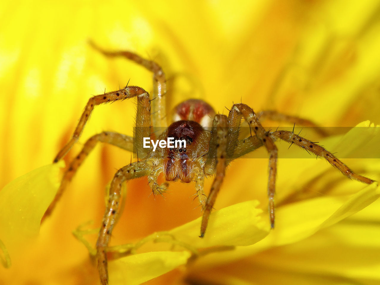 Close-up of spider on yellow leaf