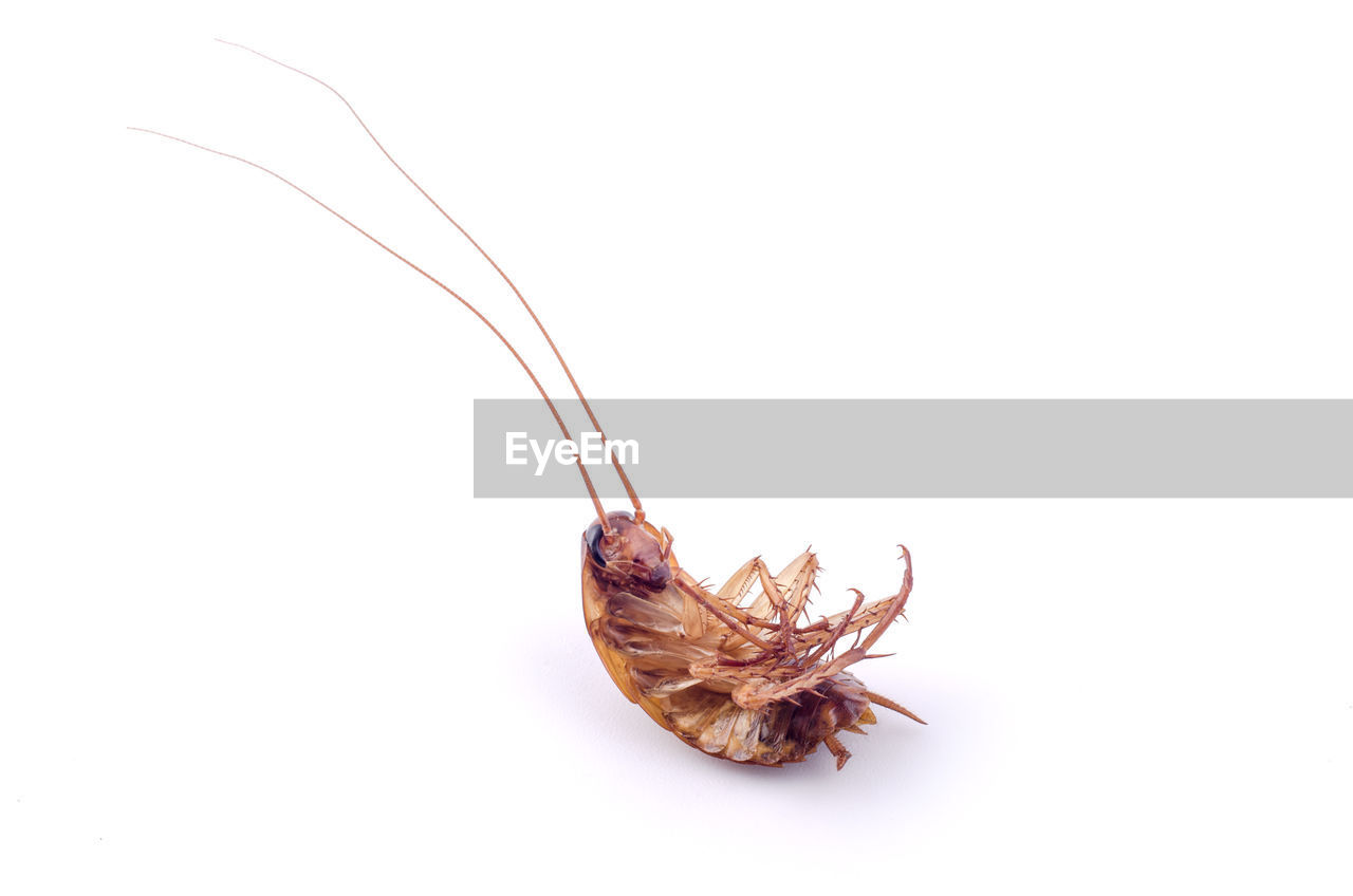 Close-up of cockroach over white background