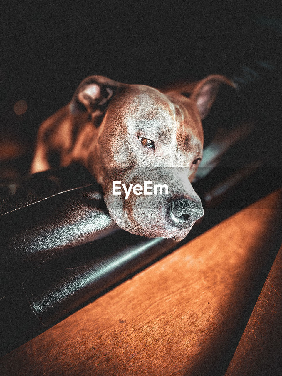 Close-up of dog l