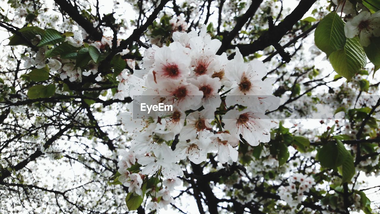 LOW ANGLE VIEW OF APPLE BLOSSOM