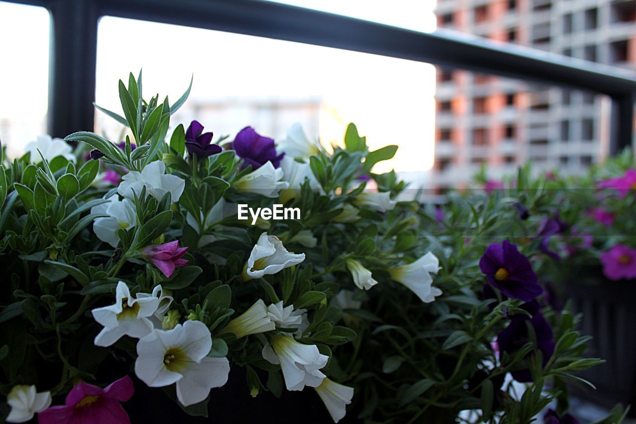 CLOSE-UP OF FLOWERS BLOOMING OUTDOORS