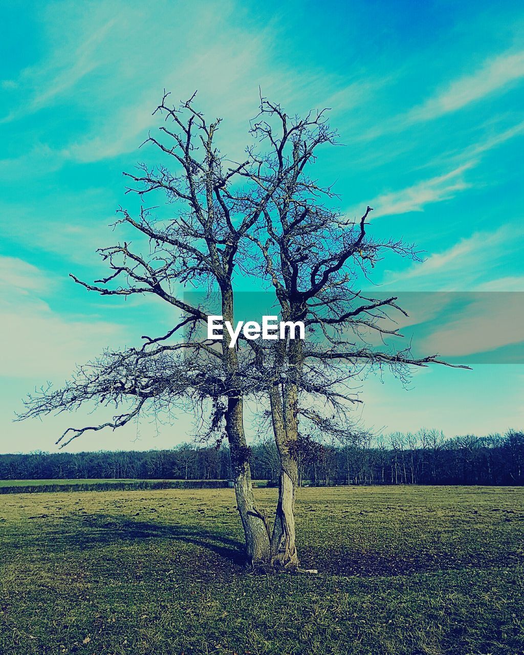 LOW ANGLE VIEW OF BARE TREE IN WATER AGAINST SKY