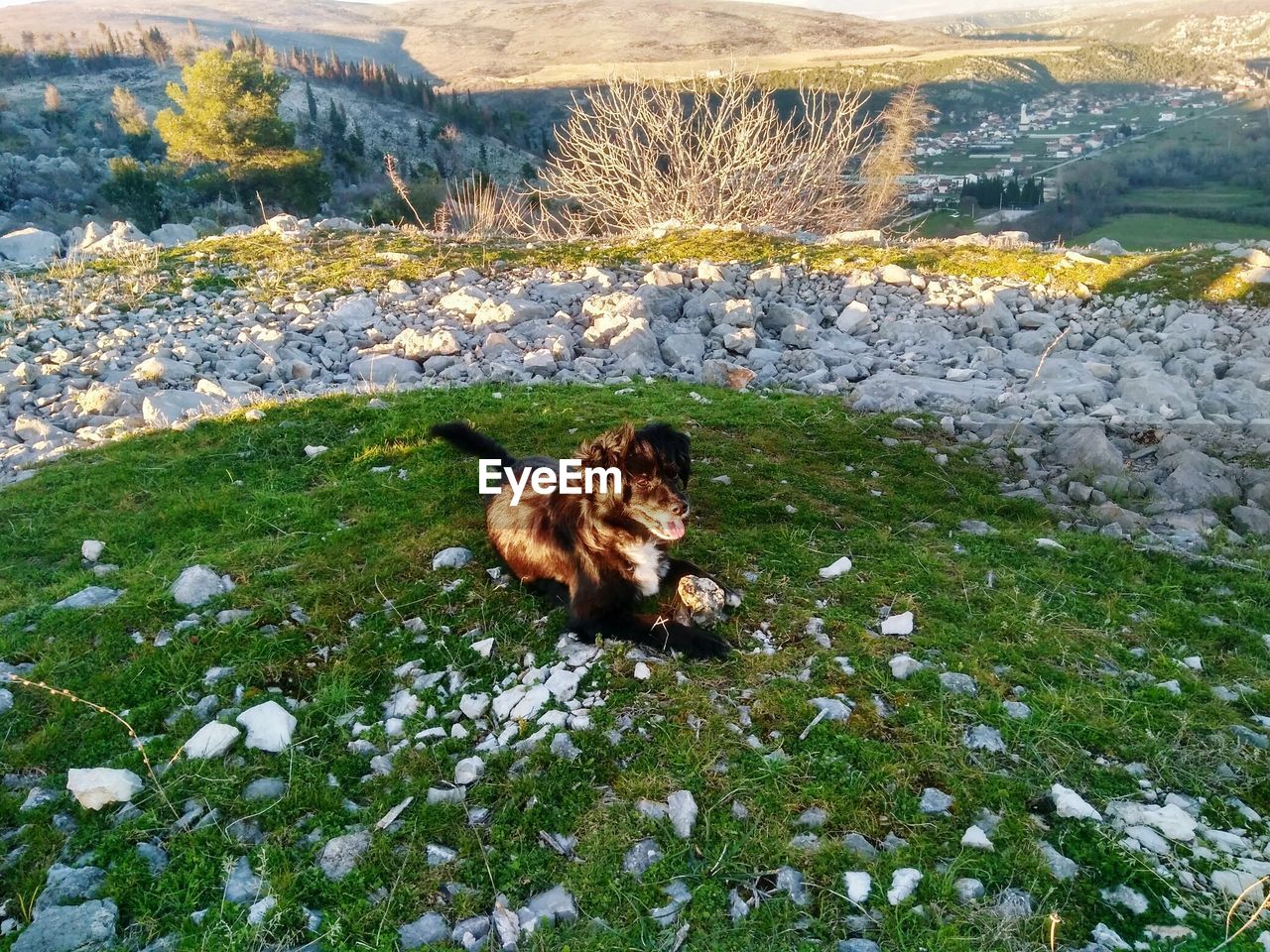 HIGH ANGLE VIEW OF DOG ON FIELD