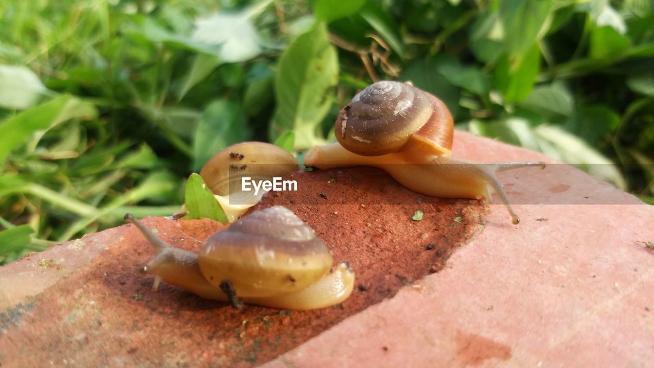 CLOSE-UP OF SNAIL IN MUSHROOM