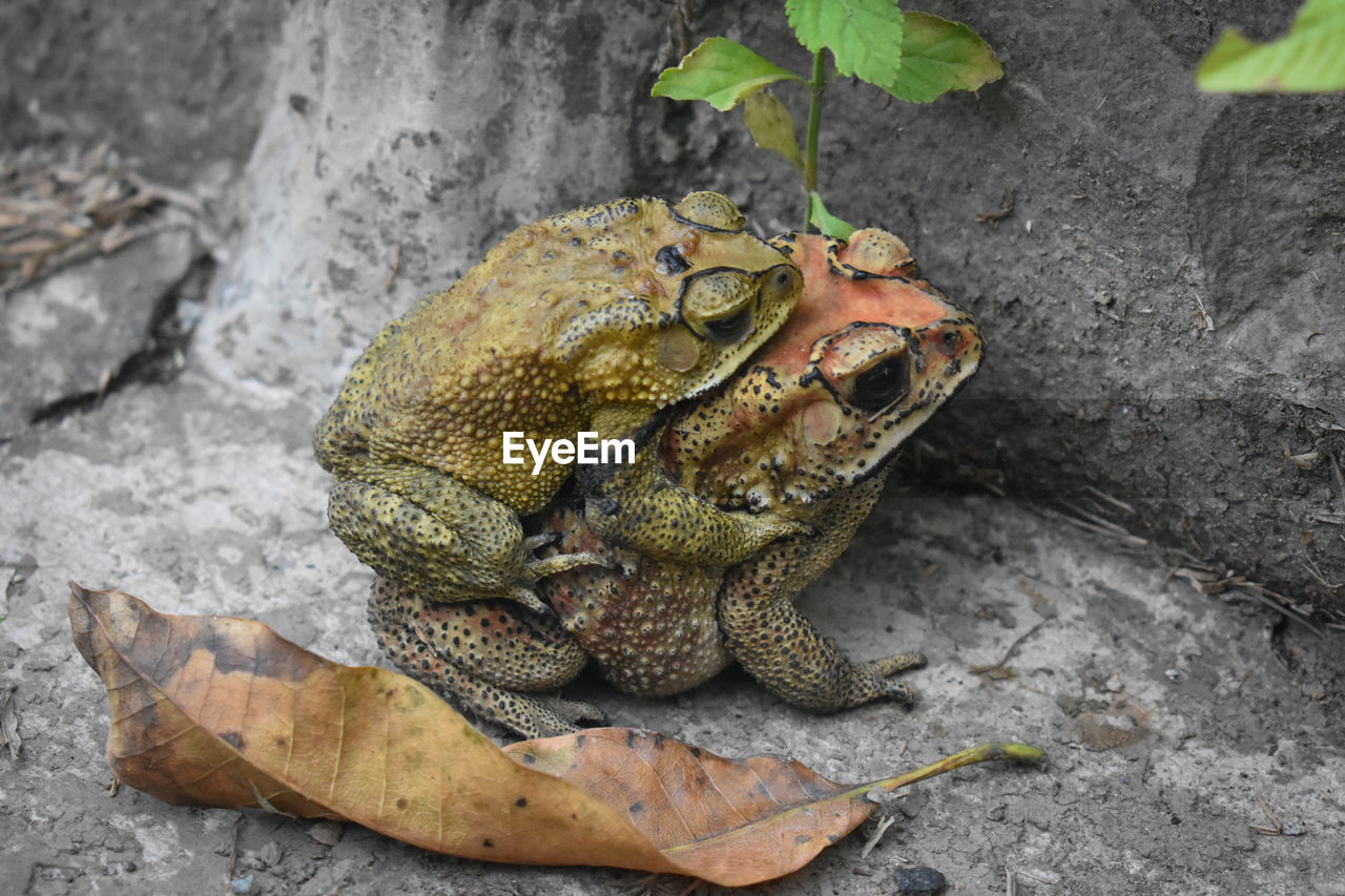 CLOSE-UP OF A FROG ON ROCK