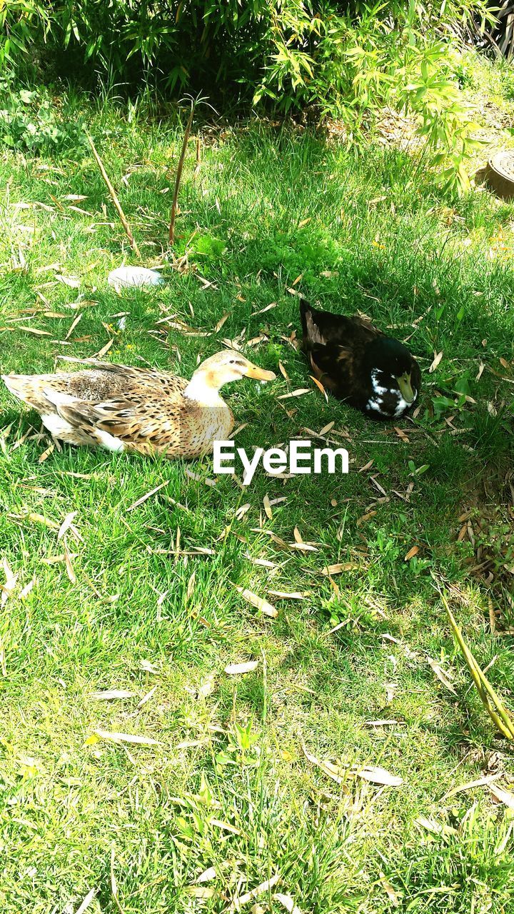 High angle view of bird on field